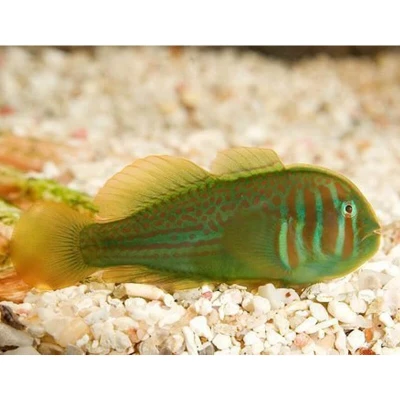 Clown Goby Green