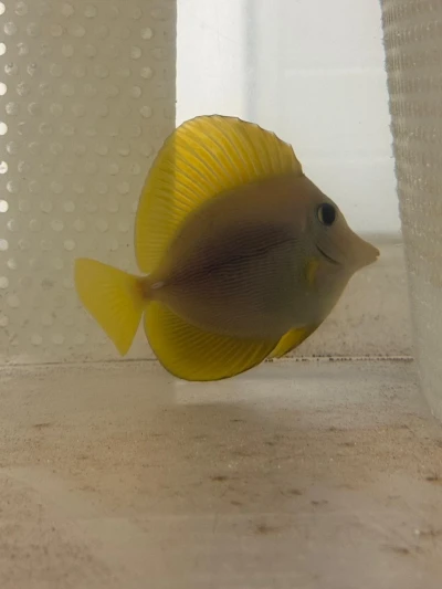 Yurple Hybrid Tang