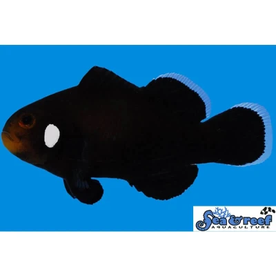 Domino Clownfish