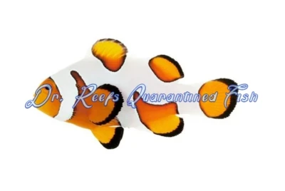 DaVinci Clownfish