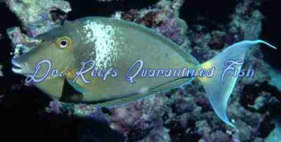 Blue Unicorn Tang