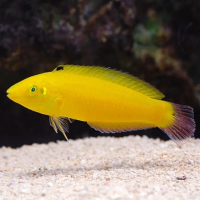 Yellow Chrysus Wrasse