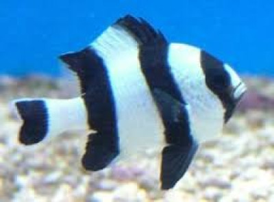Four Stripe Damselfish