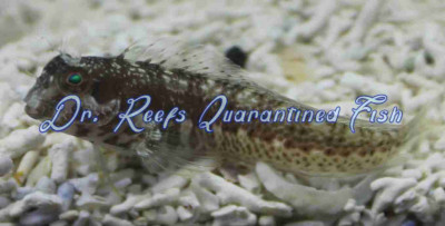 Molly Miller Blenny