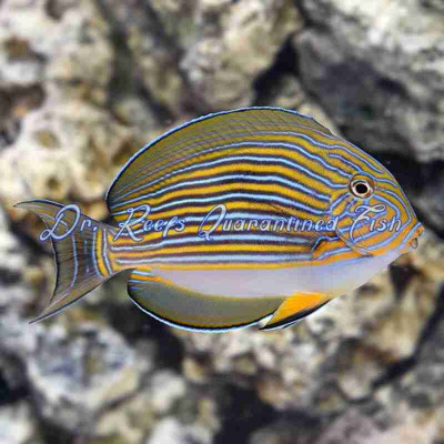 Clown Tang