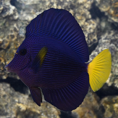 Purple Tang (Red Sea)