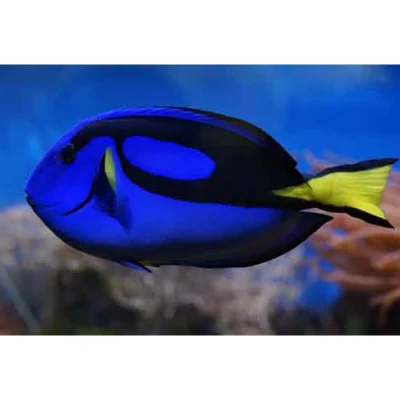 Blue Hippo Tang
