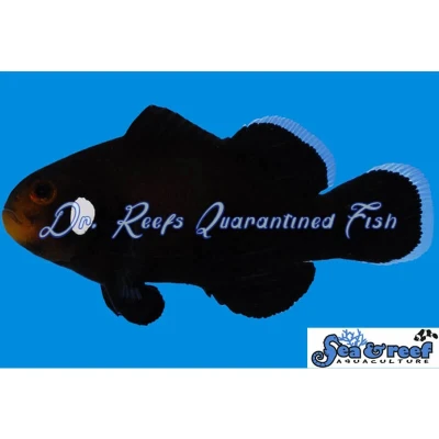 Domino Clownfish