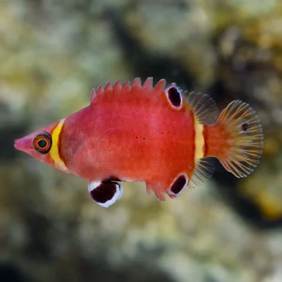 Yellow Banded Possum Wrasse
