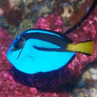 Blue Hippo Tang Captive Bred (Small Blemish)