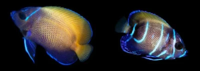 Majestic Angelfish (Captive Bred)