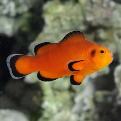 Naked Clownfish
