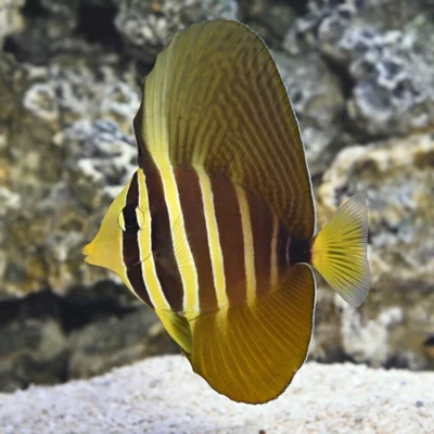Sailfin Tang