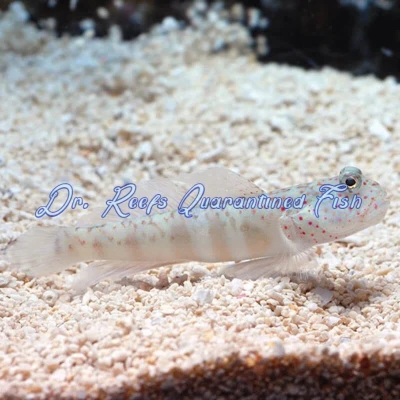 Pink Spotted Watchman Goby