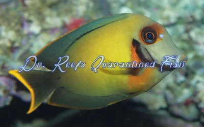 Chocolate Tang