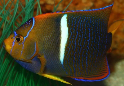 Passer Angelfish