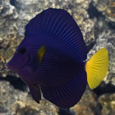 Purple Tang (Red Sea)