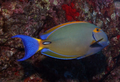 Dussumieri Tang