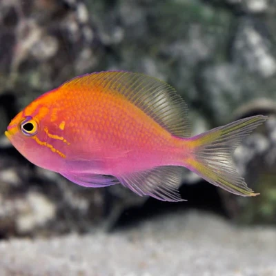 Fathead Sunburst Anthias