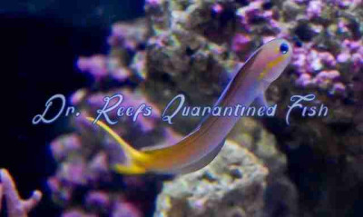 Midas Blenny