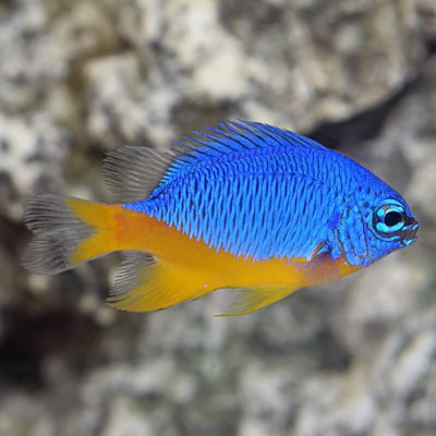 Azure Damselfish