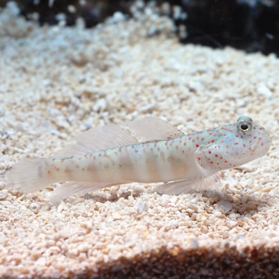 Pink Spotted Watchman Goby