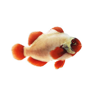 Maroon Gold Nugget Clownfish