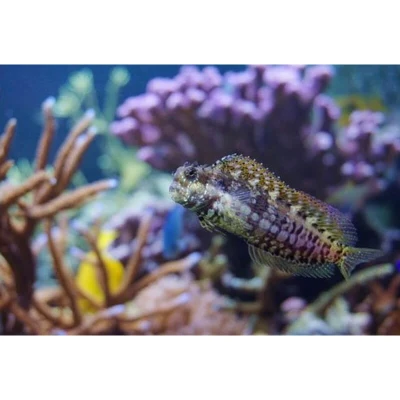 Lawnmower Blenny