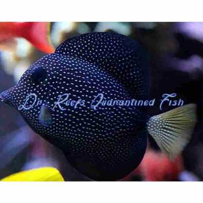 Gem Tang