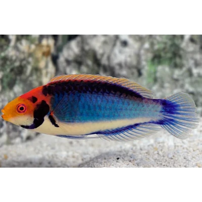 Red Head Solon Fairy Wrasse
