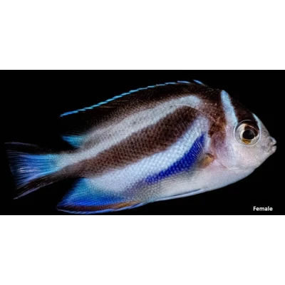 Bellus Angelfish (Female)