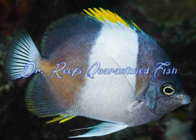 Black Pyramid Butterflyfish