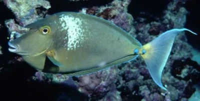 Blue Unicorn Tang