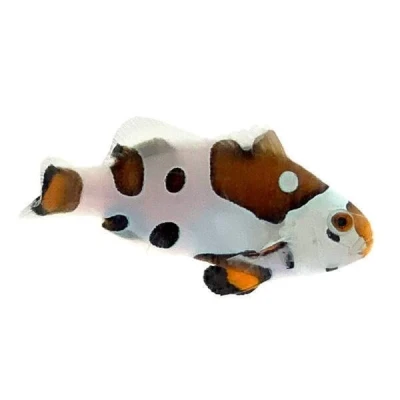Picasso Storm Clownfish