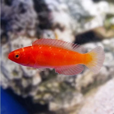Magma Fairy Wrasse