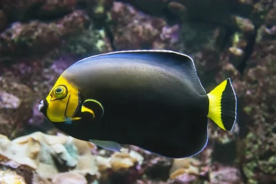 Conspicillatus Angel (Captive Bred)