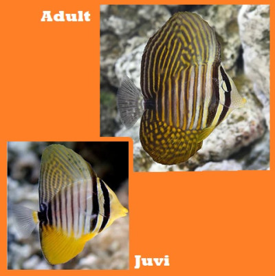 Sailfin Desjardini