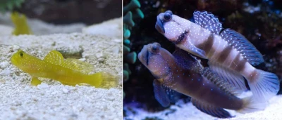 Yellow Watchman Goby