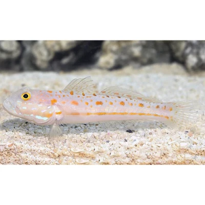 Diamond Goby
