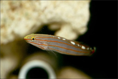 Court Jester Goby (Captive Bred)