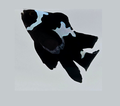 Black Midnight Lightning Roundtail Clownfish