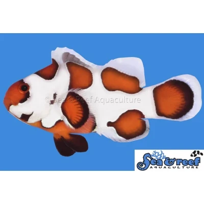 Orange Storm Clownfish