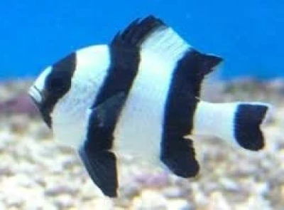 Four Stripe Damselfish