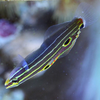 Hector’s Goby