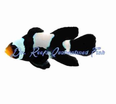 Longfin Phantom Clownfish