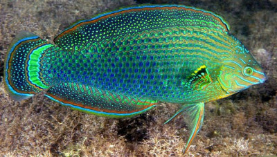 Dusky Margined Wrasse
