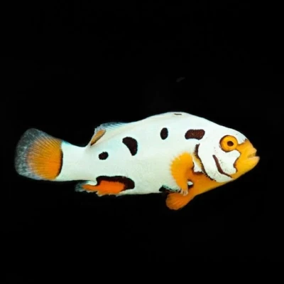 Picasso Helmet Clownfish