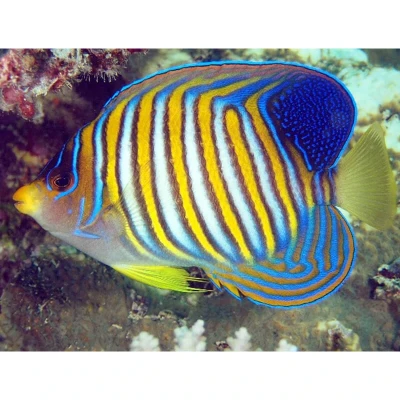 Regal Angelfish (Bali)