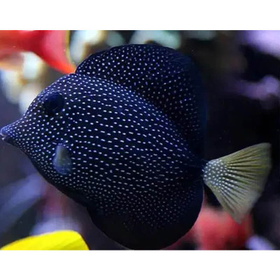 Gem Tang