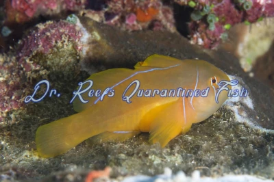 Clown Citron Goby